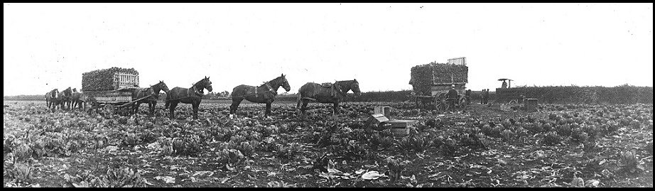 Cos lettuce being loaded onto a Gibbs Wagon (note they are not in boxes)